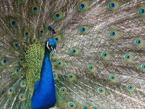 Pfau in der Balz
