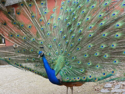 Pfau in der Balz