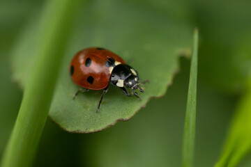 Fototapeta premium Close-up of a ladybug on a green leaf