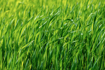 Fototapeta premium Spring sprouting crops, bright beautiful young green sprout succulent leaves crops.