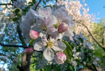 Fototapeta na wymiar white pink apple tree blossom 