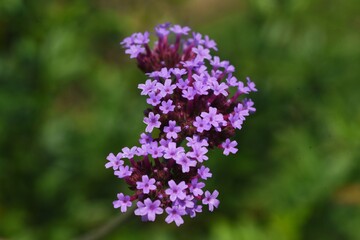 Obraz premium Purpletop vervain flowers. Verbenaceae perennial grass.