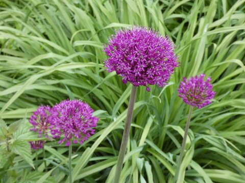 Alium im Garten