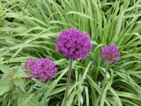Alium im Garten