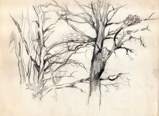 Vintage pencil sketch drawing on old paper. Thickets of old trees without leaves, re-singing of branches