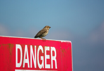 a female linnet looks on from her perch on a bright red danger keep out sign
