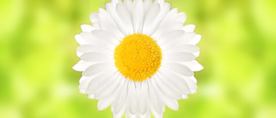 White daisy flower on blurred light green background. 