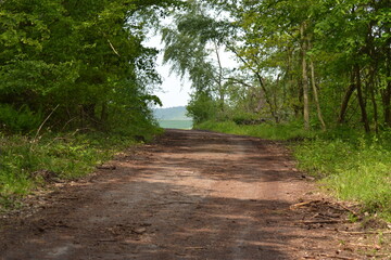 Obraz premium Feldweg im Wald
