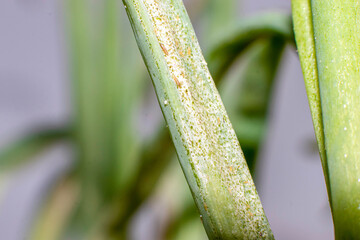 Dangerous pest of important commercial crops - Thrips (order Thysanoptera). Damaged oniom leaves and insects on different life stages from larvae up to imago.