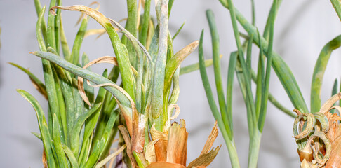 Leaves of onion (Allium cepa) damaged by Thrips (Thysanoptera)