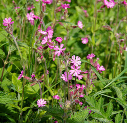 wild Red Campion (Silene dioica) growing in unspoilt UK woodland