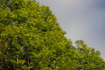 Vegetation in the countryside
