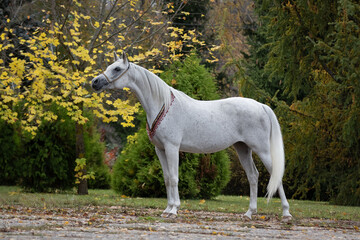 Obraz na płótnie Canvas Beautiful gray arabian horse with a long white mane stands on natural summer background, profile side view, exterior 