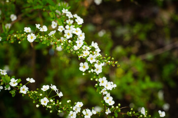 flowers in the garden