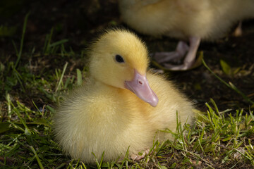 cute young duckling with fluffy yellow feathers.
