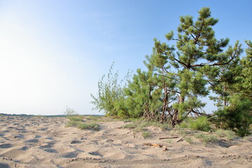 Fototapeta na wymiar pine tree in the desert