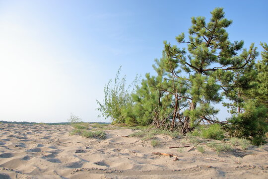 pine tree in the desert