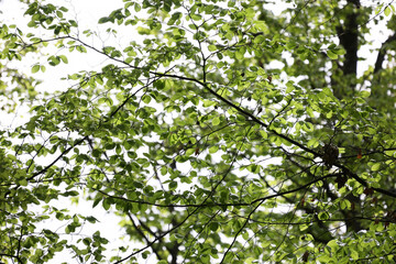 Fototapeta na wymiar Young green foliage high on a tree