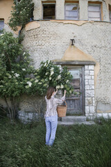 Fototapeta na wymiar Woman harvesting elderflower in rural area.