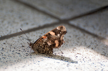 Marisposa