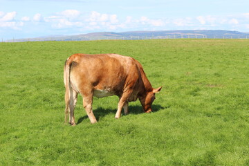 Cliffs of Moher - Ireland - Europe