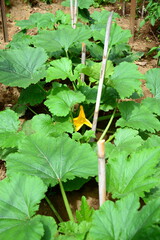 Cultivation of the courgette plants