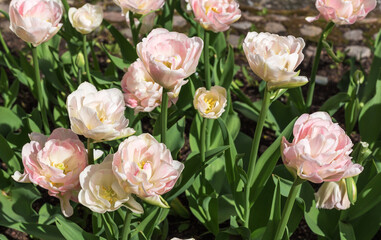 White and pink double tulips in a spring garden