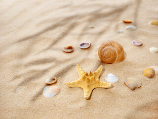 Fototapeta na wymiar Concept summer, sea, travel. starfish and seashells on the sand. Shade from tropical plants. copy space. View from above