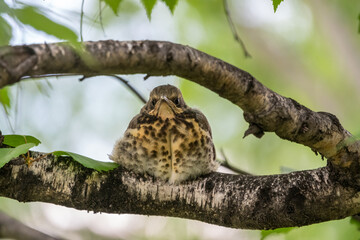 A fieldfare chick, Turdus pilaris, has left the nest and is sitting on a branch. A chick of...