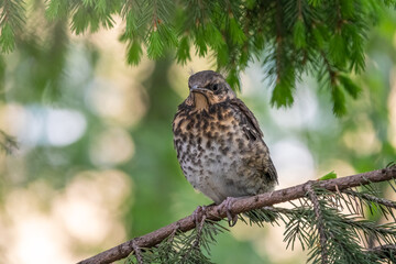 A fieldfare chick, Turdus pilaris, has left the nest and is sitting on a branch. A chick of fieldfare sitting and waiting for a parent on a branch.