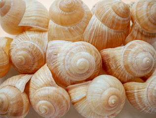 Background of Burgundy snail shells close-up. Macrophotography seashell texture