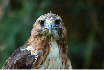 The red-tailed hawk (Buteo jamaicensis) portrait. The red-tailed hawk sitting on the big old branch.