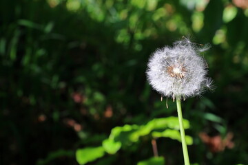 close up of a blowball