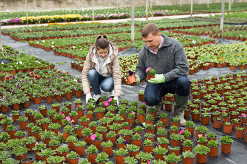 Floriculturist couple engaged in growing ornamental potted plants, checking blooming petunias in greenhouse