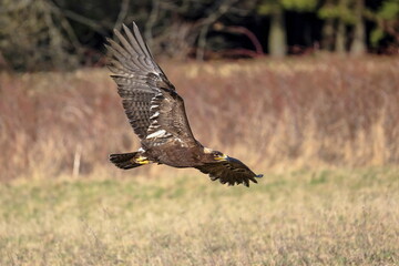 A great strong bird of prey Steppe Eagle, Aquila nipalensis, flying in a dynamic pose in neutral background.