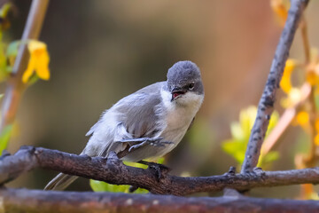 Close-up photo of a warbler. Songbird in natural habitat. Lesser whitethroat, Sylvia curruca