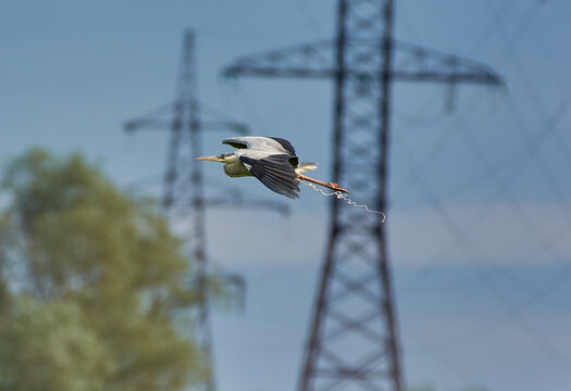 The grey heron is fkying