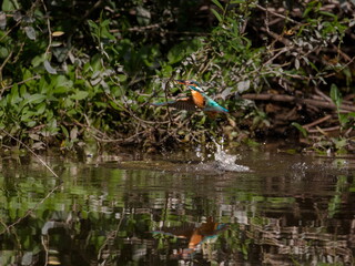 Kingfisher fleeing from the water with caught fish between the grass  stalks and splashing water drops. Flying jewel. Common Kingfisher, Alcedo atthis,