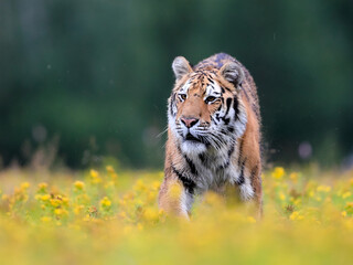 The largest cat in the world, Siberian tiger, Panthera Tigris altaica, running across a meadow full...