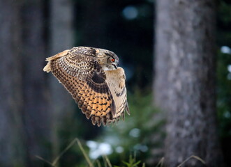 A great strong brown owl with huge red eyes flying through the forest. Eurasian Eagle Owl, Bubo bubo.