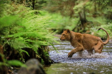 Plakat Close-up portrait of a lioness chasing a prey in a creek. Top predator in a natural environment. Lion, Panthera leo.