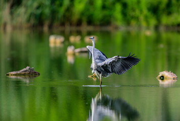 Close-up photo of grey heron landing on the lake surface. Grey Heron, Adrea cinerea.
