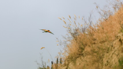 Action photo. Bee-eater flying in a dynamic pose. Flying jewel. European Bee-eater, Merops apiaster