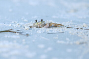 Atlantic ghost crab, Ocypode quadrata, Saint Andrews Sate Park, Florida, USA