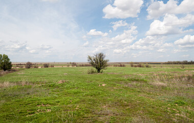 Obraz premium landscape with a view of the steppe. blue sky and green lush grass, steppe views.