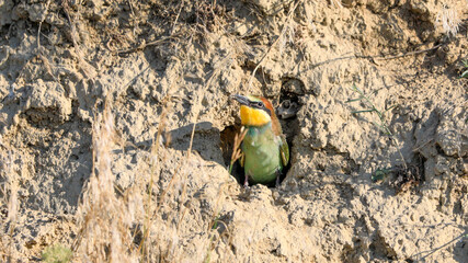 Close-up photo of a young bee-eater peeking out of a nest. European Bee-eater, Merops apiaster