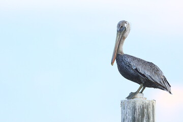Brown Pelican, Pelecanus occidentalis, Saint Andrews Sate Park, Florida, USA