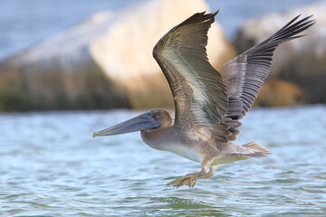 Brown Pelican, Pelecanus occidentalis, Saint Andrews Sate Park, Florida, USA