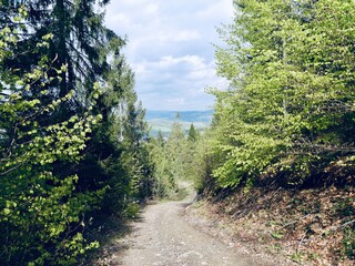 Fototapeta na wymiar path in the woods at Ukrainian Carpathians, near Pylypets village