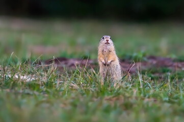 Detailed photo of a European ground squirrel, also known as the European souslik, at natural habitat. Spermophilus citellus
